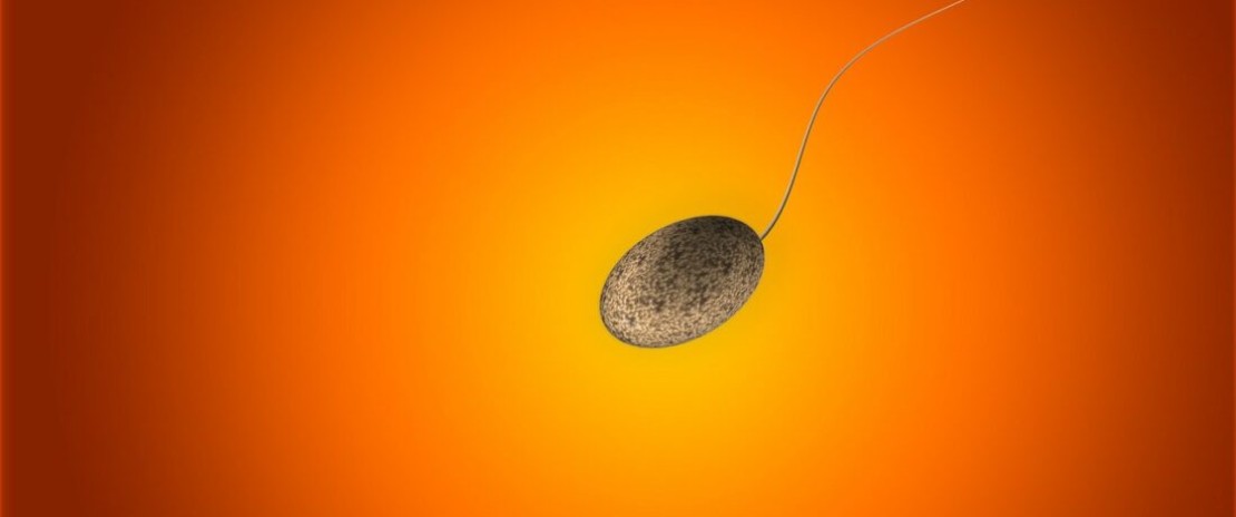 精子 精液 は温度に弱い 精子にとって快適な環境や温度は何度 tengaヘルスケア 公式サイト