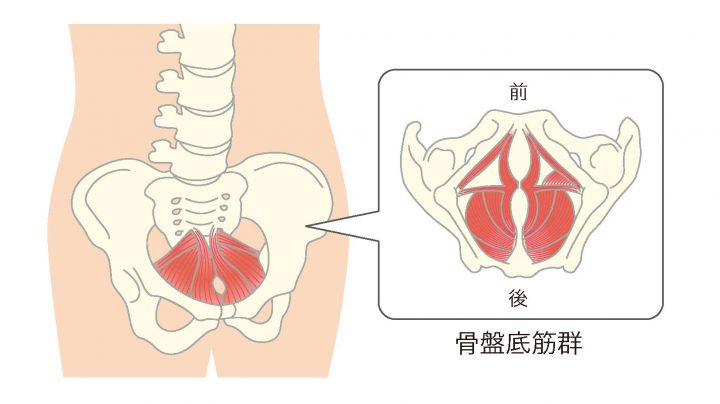 メンズトレーニングカップ トレーニングガイド 早漏トレーニング編 Tengaヘルスケア 公式サイト