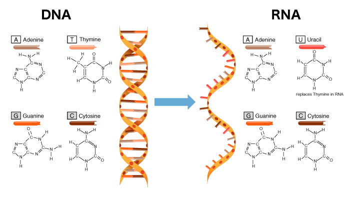 RNA　DNA　遺伝子と性