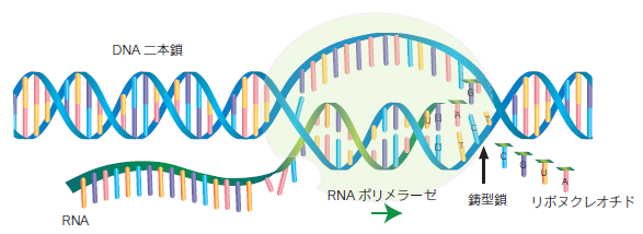 RNAポリメラーゼ　遺伝子転写　遺伝子と性