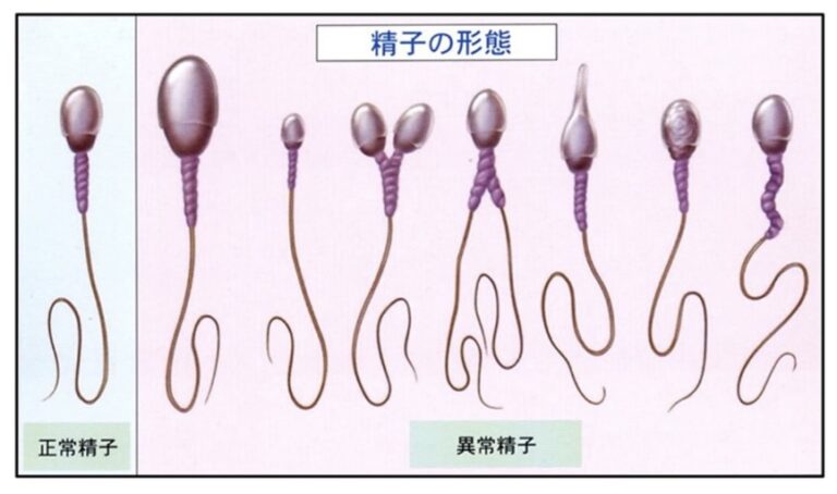 9. アシュワガンダについて考えてみましょう