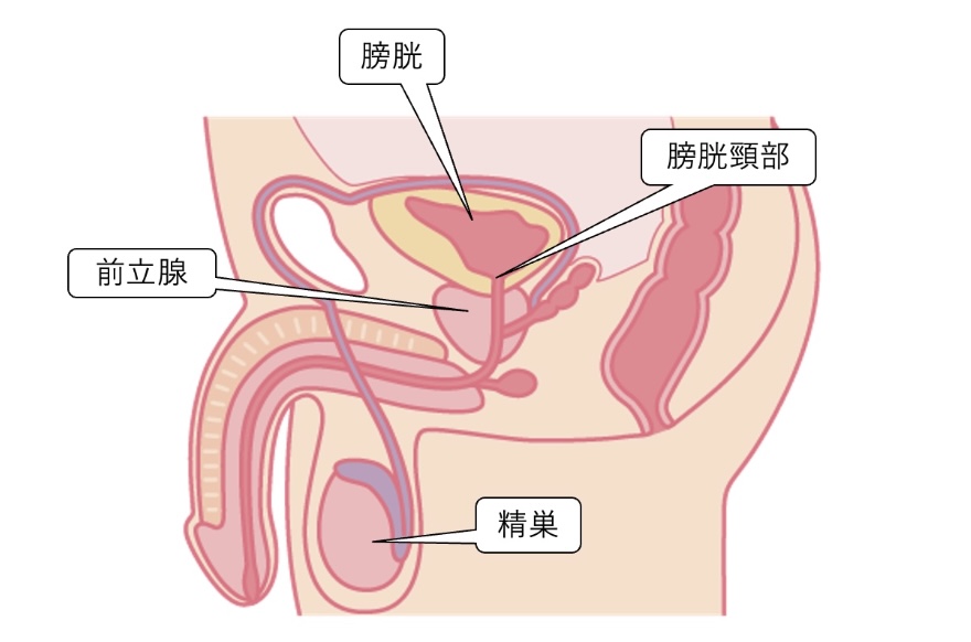 逆行性射精　膀胱　精巣　ペニス　膀胱頸部　断面図