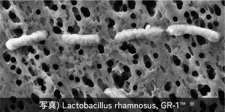 乳酸菌　ラクトバチルス属
