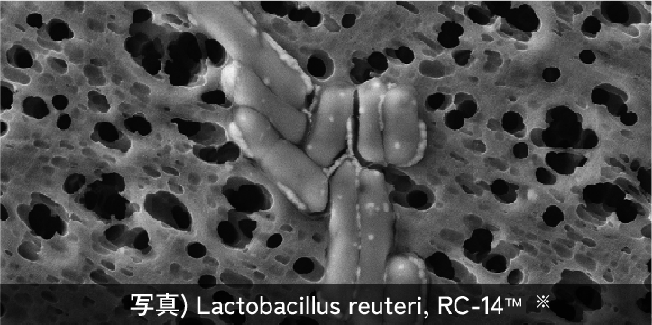 乳酸菌　ラクトバチルス属
