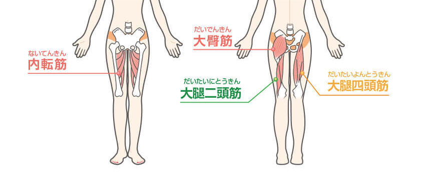 脚周りの筋肉の図解