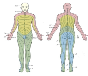 筋肉の収縮と皮膚感覚についての図解2