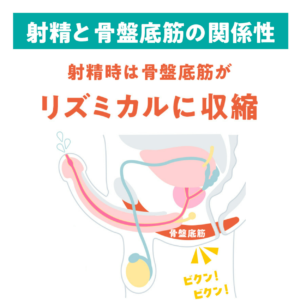 射精と骨盤底筋の関係性のイメージ