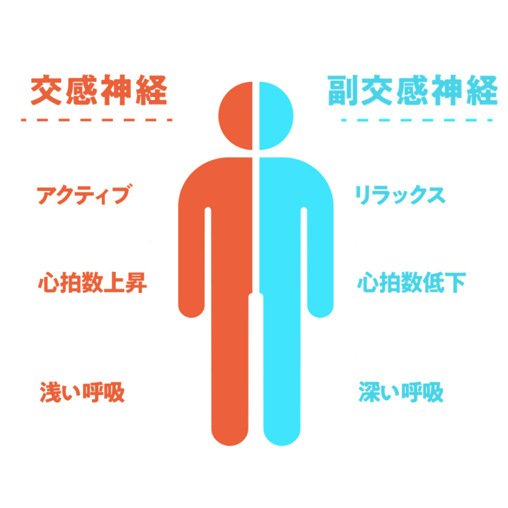 交感神経と副交感神経の関係図