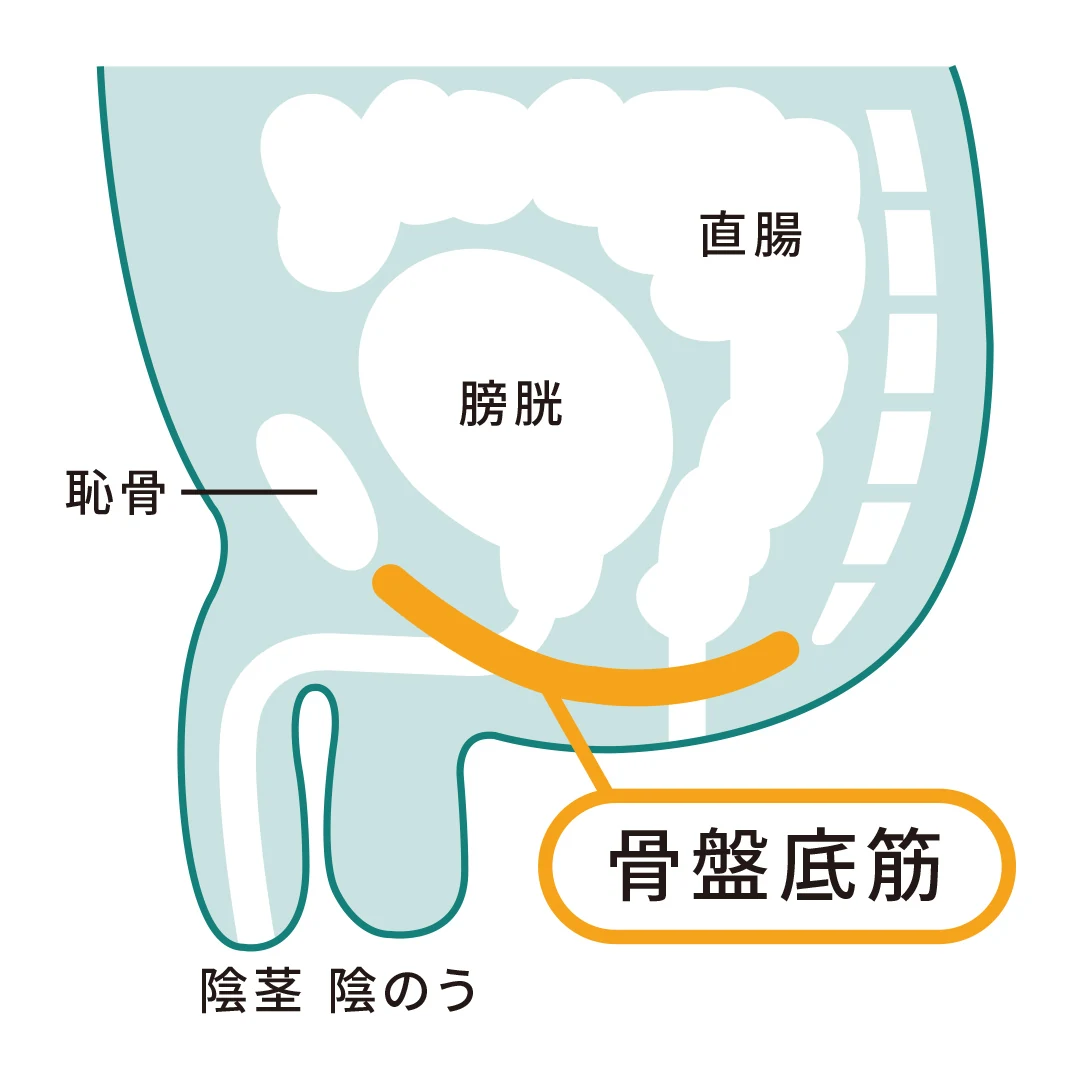骨盤底筋の位置を示す図(膀胱・恥骨・直腸・骨盤底筋・陰茎・陰のう)