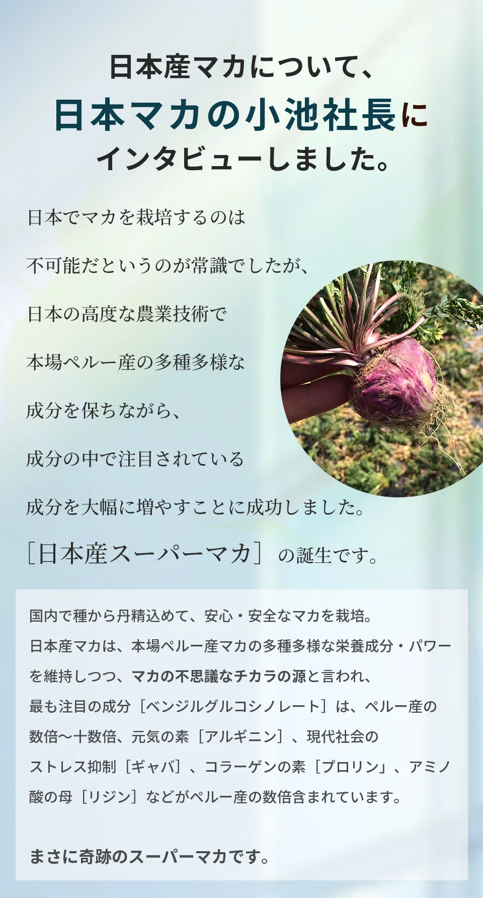 日本産マカについて、日本マカの小池社長にインタビューしました。